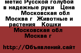 метис Русской голубой в надежные руки › Цена ­ 100 - Московская обл., Москва г. Животные и растения » Кошки   . Московская обл.,Москва г.